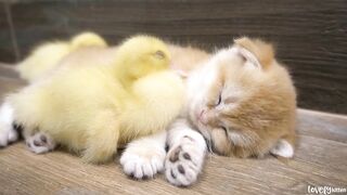 Kitten Tomi treats the duckling as his sibling. He comes to wash both of them, and hug them to sleep
