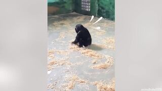 Laugh a Lot With The Funny Moments Of Monkeys ????  Funniest Animals Video