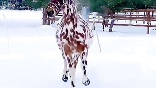 Colour red _horse