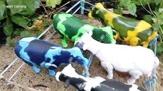 memotong sapi qurbani idul adha - simulasi potong sapi - sapi caplang