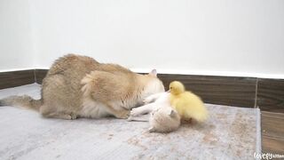Mom cat is a gentle mother of a duckling, This duckling feels safe and happy in the cat family