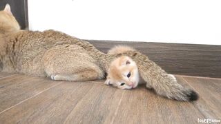 Mom cat plays with a kitten on her tail