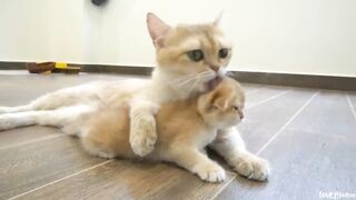 Mother cat's hug is overwhelmingly strong