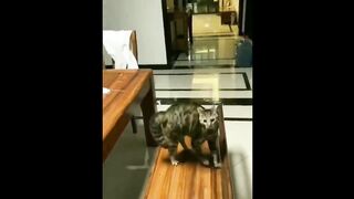 New Funny Animals ???? Funniest Cats and Dogs Videos ????????