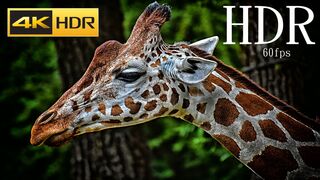 Giraffe 4K Ultra HD 60fps Video _ Giraffes Collection in 4K HDR 60fps ULTRA HD