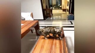 New Funny Videos 2024 ???? Cutest Cats and Dogs ???????? Part 243