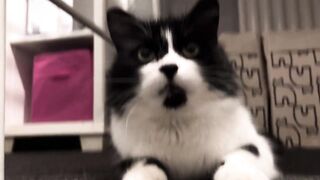 Playtime with Casper (I don’t know why the camera quality got all fuzzy at the end)