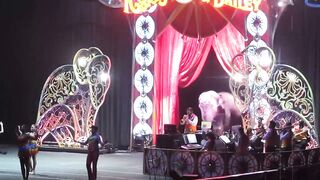 Ringling Brothers Circus - Cruelty to Elephants