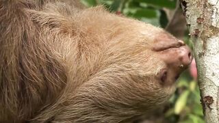 Sloths - Wonderful World Of Animals