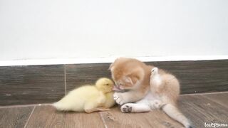 The duckling snuggles tightly with kitten Hiro, afraid that the kitten might run away, so cute