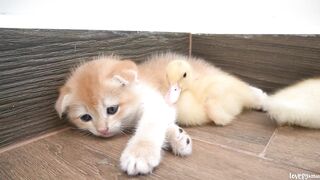 The ducklings help kitten Jiro wash, and then they sleep sweetly together