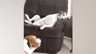 The Most Dramatic Dogs are Waiting for You here!???????? FUNNIEST Animal Videos