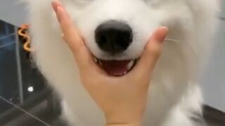 Funny animals tiktok compilation