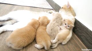 The way the mother cat holds her kittens is the same as that of a human