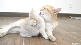 The way the mother cat loves her kitten is profoundly intense