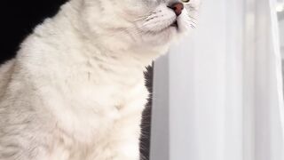 Jealous cat ????