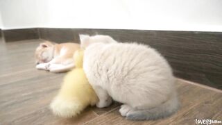 Tiny kitten Mei is exerting her utmost effort to cradle the duckling in her lap, so cute