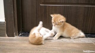 Tiny kittens are fighting, mom cat Coco gently rushes to intervene