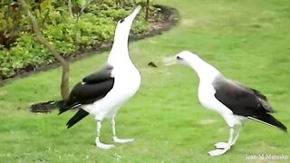 Top Funny Animals