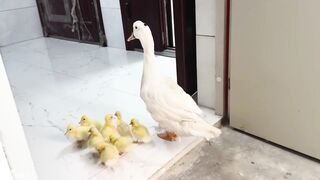 Duck Baby Love With Cat || Duckling loves with cats