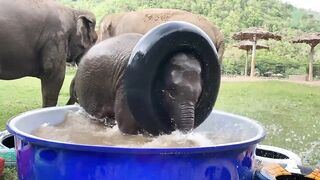 Top Ten Baby Elephants At Play - Elephantnews