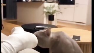 Cat funny video.