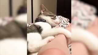 TRY NOT TO LAUGH [IMPOSSIBLE] [CLEAN] Funny Animal Videos - Funny Cats And Dogs - 2020 Compilation