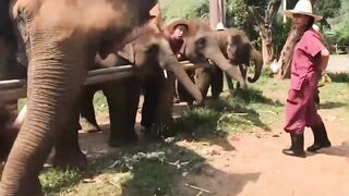 UNEXPECTED Animal ATTACKS! - AFVs Wildest Animal Moments