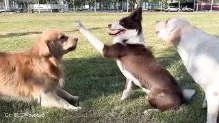 When Dogs Go On A Rampage!! ????FUNNIEST Dogs