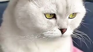 The funny cat