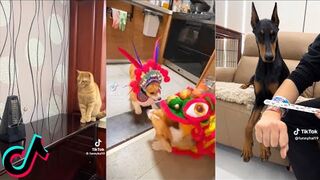 Funny animals video tiktok compilation