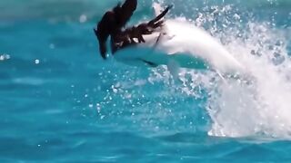 Amazing Fish Hunting Birds