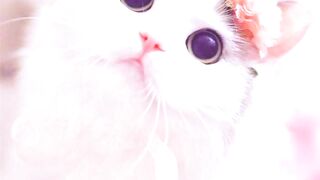 cute cit video