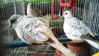 Dimand dove birds????