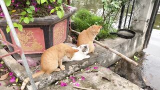 Cute_Kittens_Funny_&_Cute_Cat_Videos