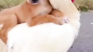 Funny video