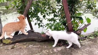 Cute_Kittens_Funny_&_Cute_Cat_Videos