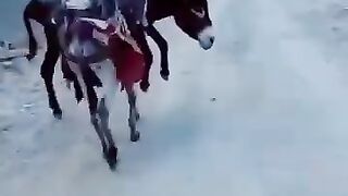 Funny video