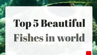 Top 5 Beautiful Fishes in the world