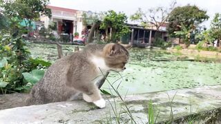 Cute_Kittens_Funny_&_Cute_Cat_Videos❤️❤️