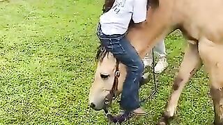 Gentle horse allows climbing ans sliding _viralhog
