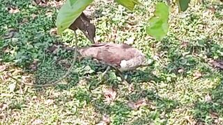 ময়ূর এবং ময়ূরী একসাথে বেড়াচ্ছে