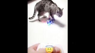 YOU LAUGH YOU LOSE????Best Funny Animals Video 2024