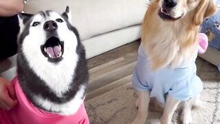 Life With Husky & Retriever
