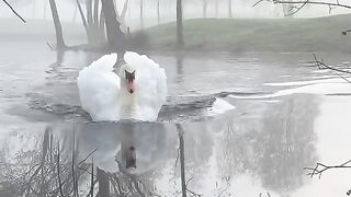 Beautiful duck