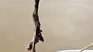 how to catch piranha fish