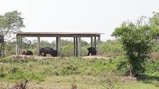 হাতি গুলো একসাথে বাধা আসে