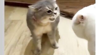Fany cat video #Fany cat video
