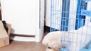 Pupper made a strong statement..????????????????