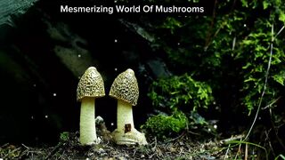 World of Fungus